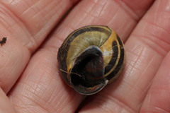 Cepaea nemoralis