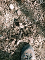 Canis lupus italicus