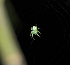 Araneus ginninderranus
