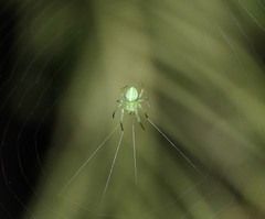 Araneus ginninderranus