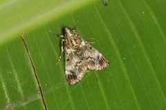 Milgithea melanoleuca