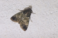 Milgithea melanoleuca