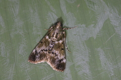 Milgithea melanoleuca