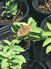 Junonia neildi varia