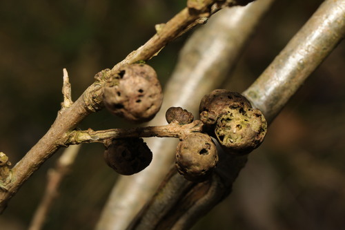 Cola Nut Gall Wasp photo 4