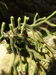 Phlegmariurus squarrosus