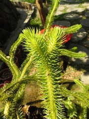 Phlegmariurus squarrosus