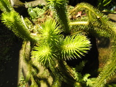 Phlegmariurus squarrosus