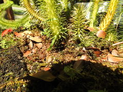 Phlegmariurus squarrosus