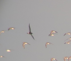 Numenius madagascariensis