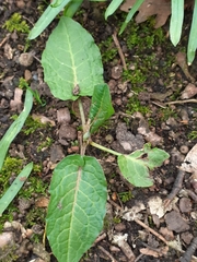 Bistorta officinalis