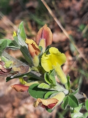 Chamaecytisus hirsutus