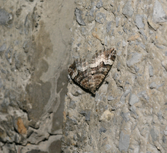 Xanthorhoe biriviata
