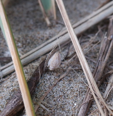 Mimophantia maritima