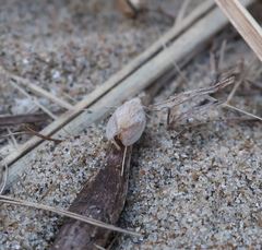 Mimophantia maritima