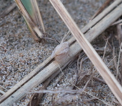 Mimophantia maritima