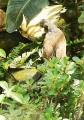 Centropus sinensis