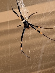 Trichonephila senegalensis