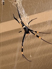 Trichonephila senegalensis