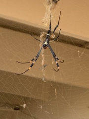 Trichonephila senegalensis