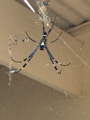 Trichonephila senegalensis