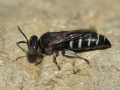Bembecinus carpetanus