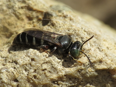 Bembecinus carpetanus