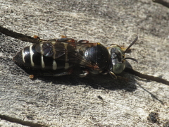 Bembecinus carpetanus