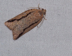 Meritastis