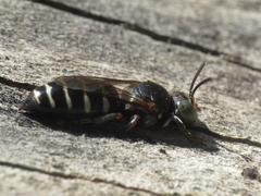 Bembecinus carpetanus