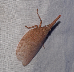 Rentinus dilatatus