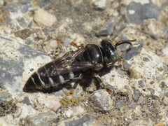 Bembecinus carpetanus