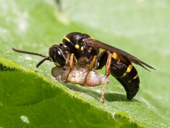 Argogorytes mystaceus