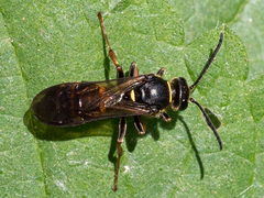 Argogorytes mystaceus