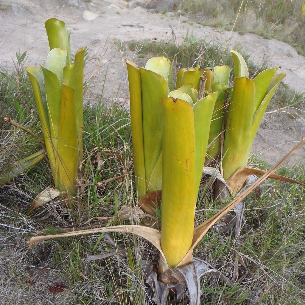 Brocchinia — Brocchinia reducta