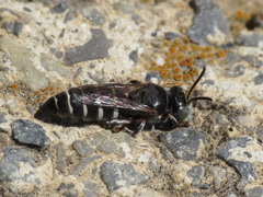 Bembecinus carpetanus