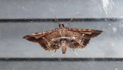 Merodictya marmorata