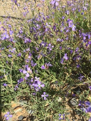 Erucaria erucarioides