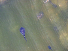 Phrynomantis annectens