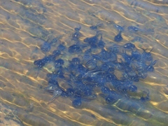 Phrynomantis annectens