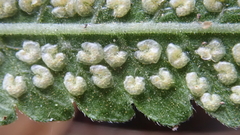 Trigonospora tenera
