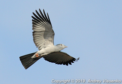 Leptosomus discolor discolor