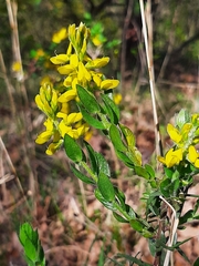 Genista germanica