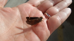 Lon melane vitellina