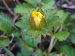 Potentilla indica