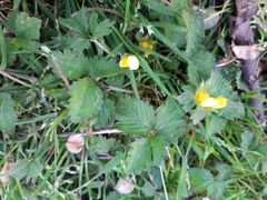 Potentilla indica