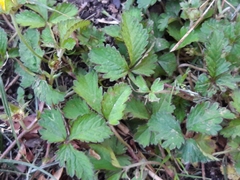 Potentilla indica