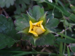 Potentilla indica
