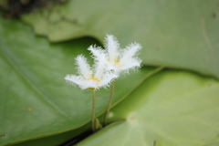 Nymphoides indica