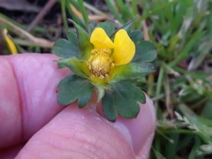 Potentilla indica